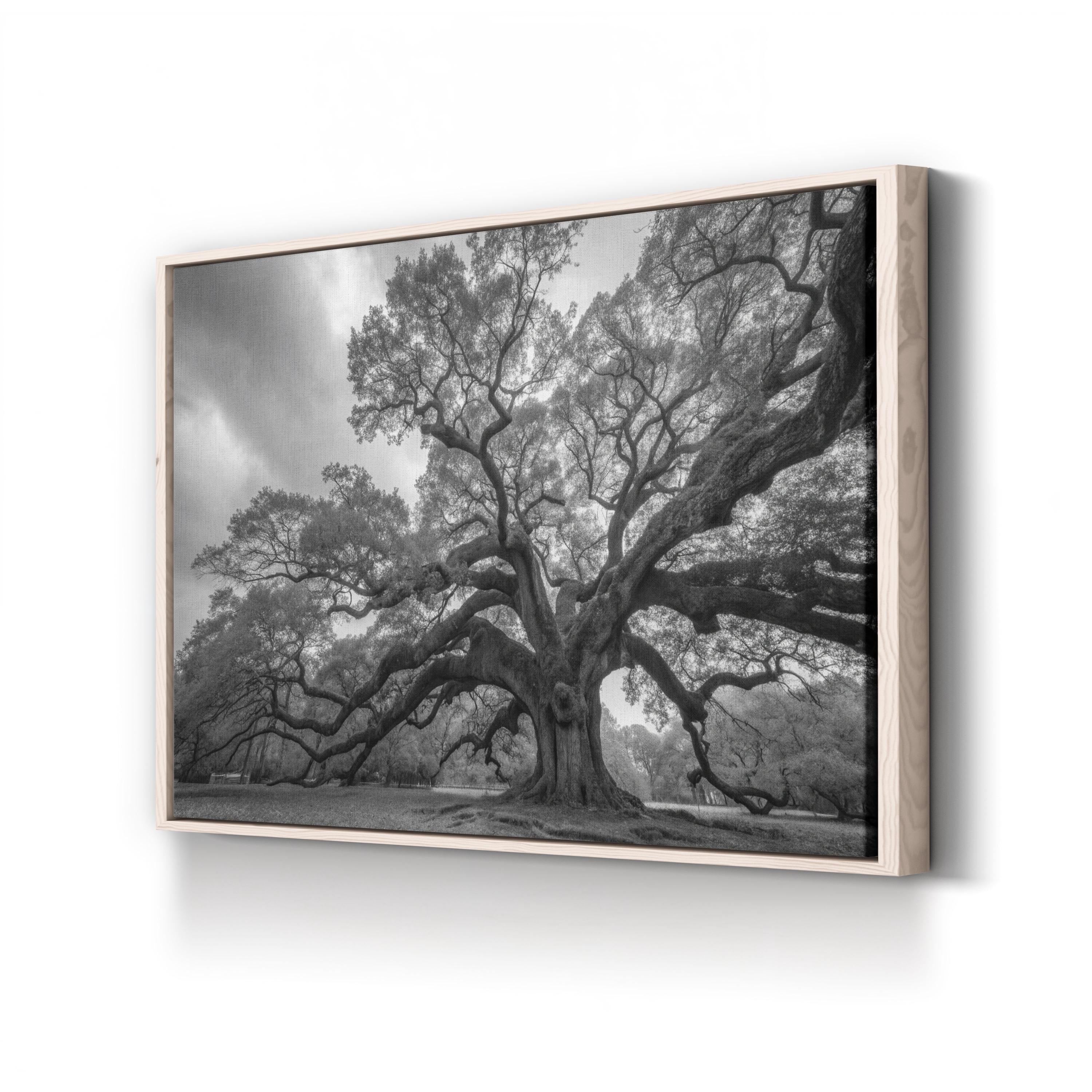 Charleston’s Angel Oak: Monumental Black & White Photography