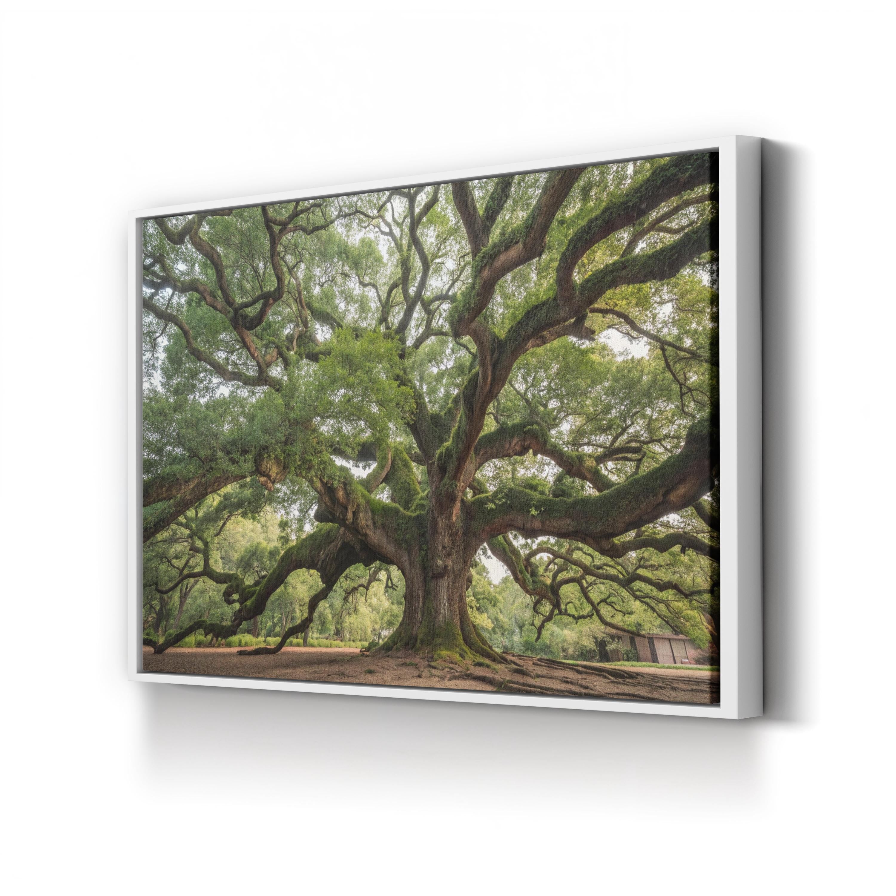 Charleston Angel Oak – Vintage Photography Wall Art | Southern Landscape Canvas Print