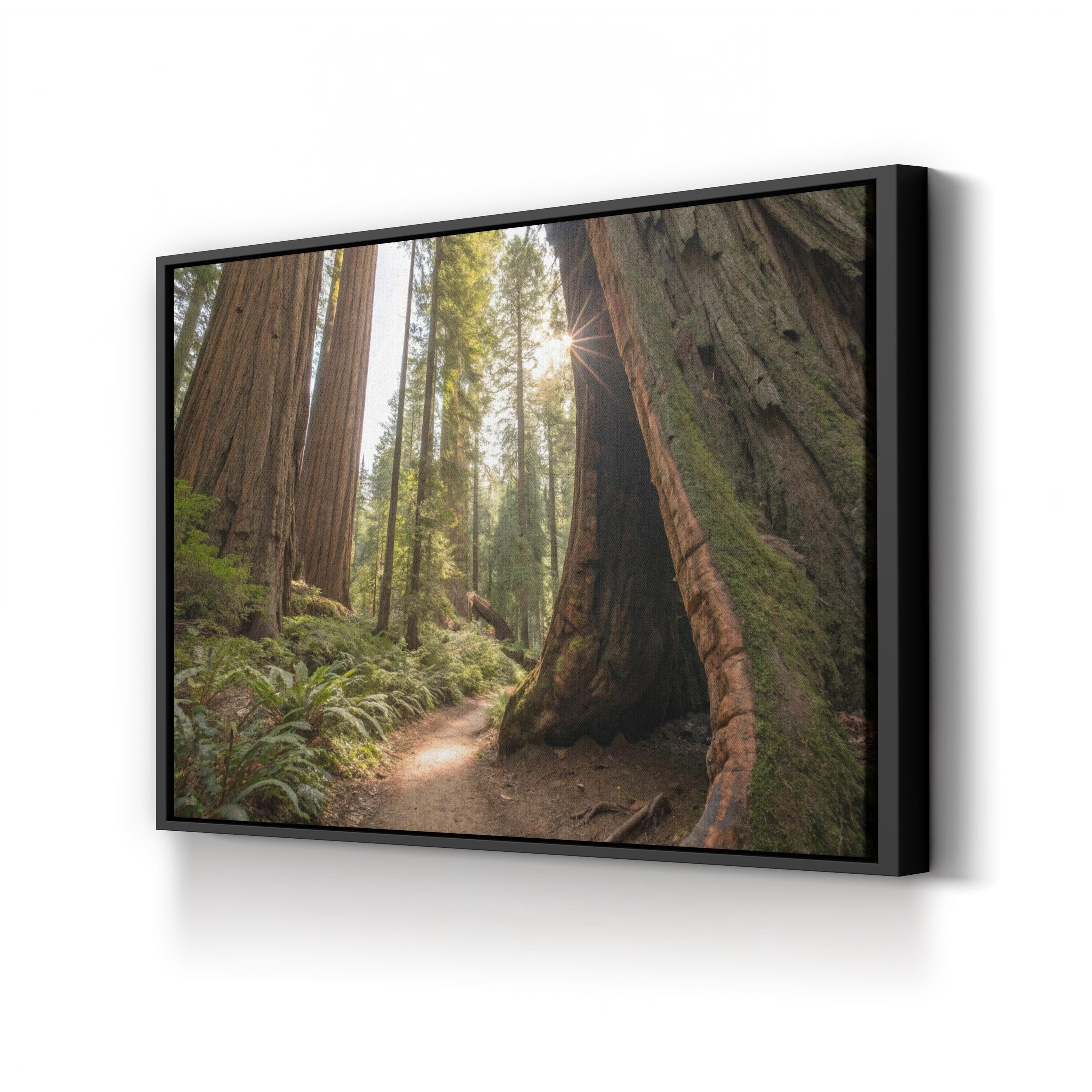 Muir Woods Sequoias – Vintage Photography Wall Art | California Forest Canvas Print