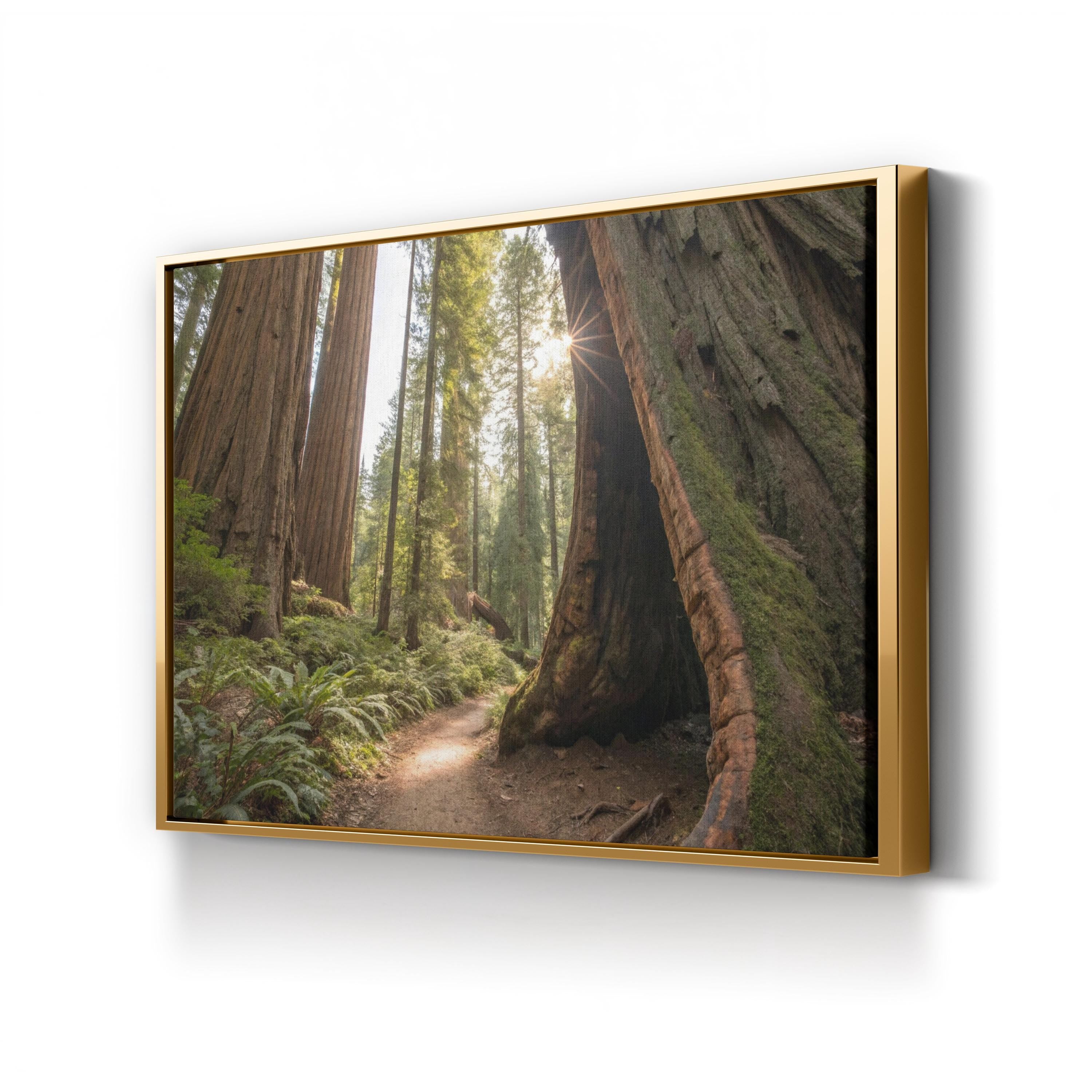 Muir Woods Sequoias – Vintage Photography Wall Art | California Forest Canvas Print