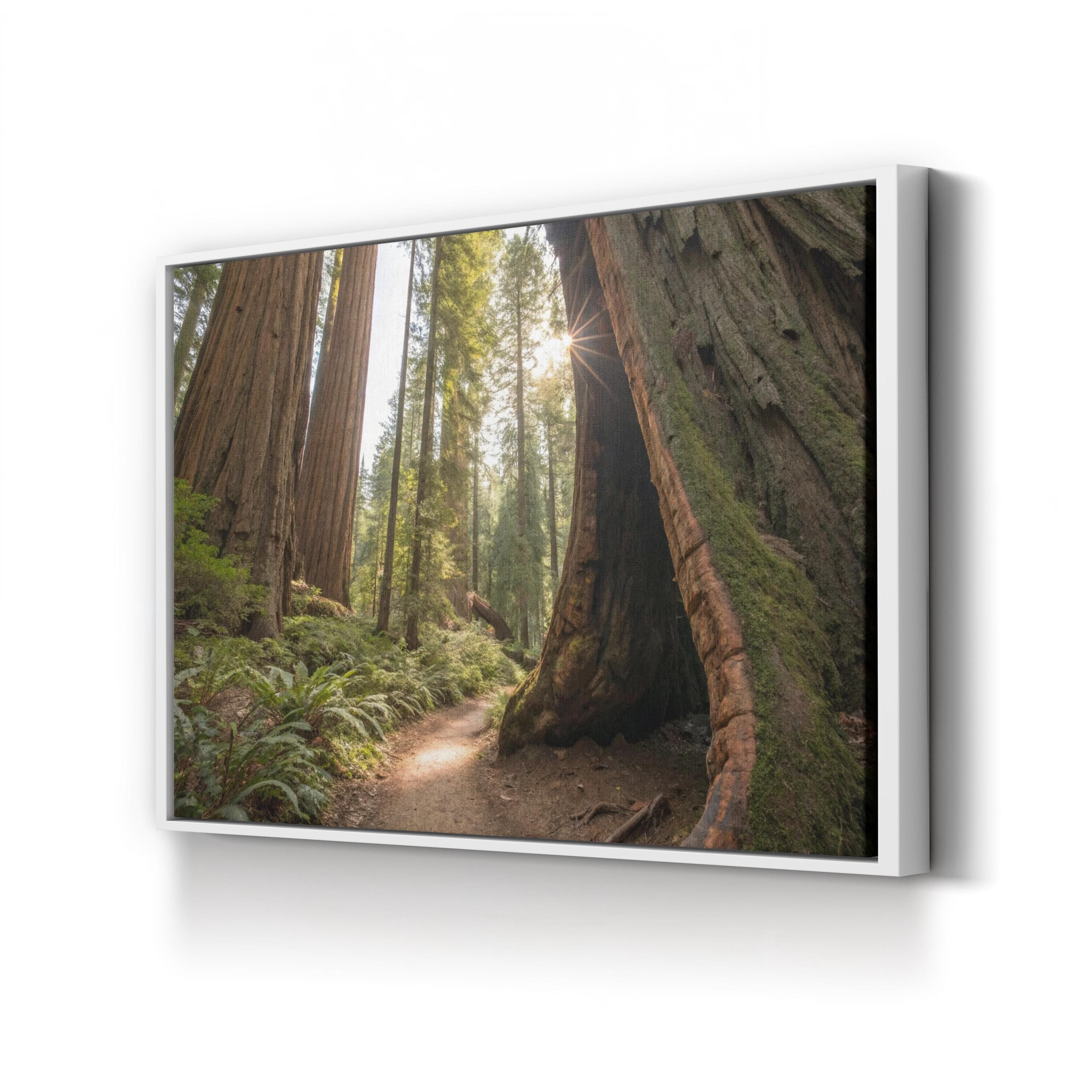 Muir Woods Sequoias – Vintage Photography Wall Art | California Forest Canvas Print