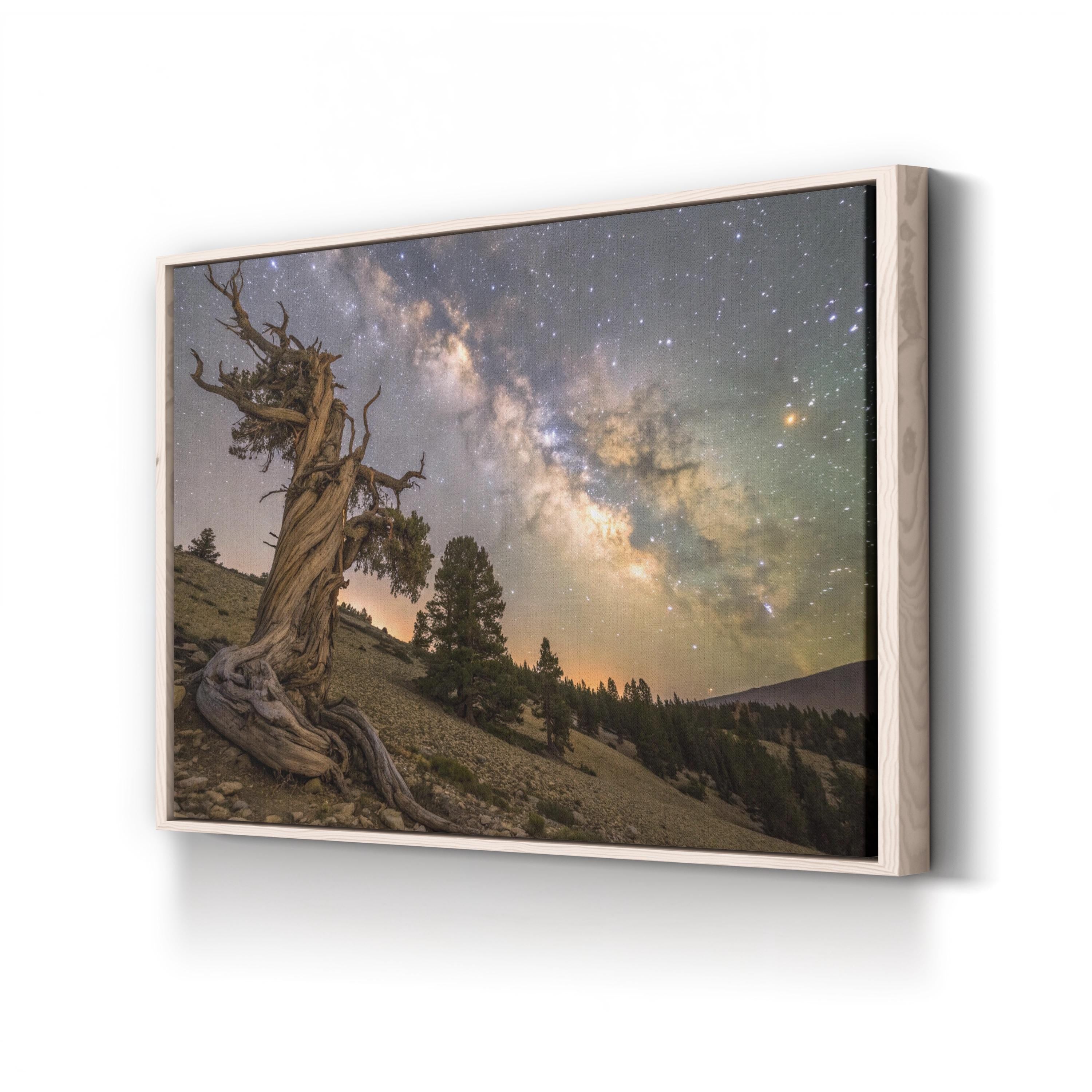 Bristlecone Pine – Vintage Photography Wall Art | California Mountain Canvas Print