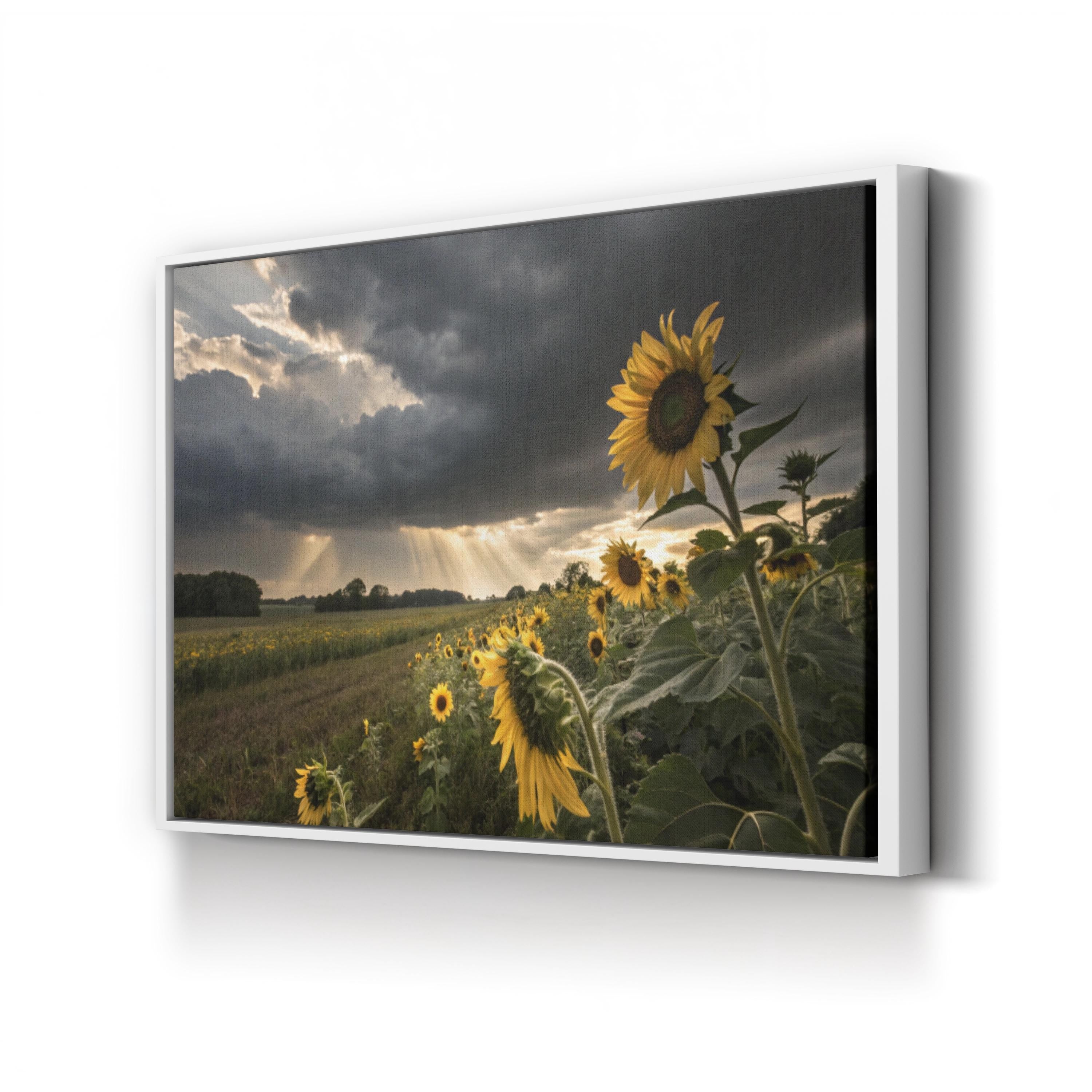 Farmhouse Sunflower Field – Vintage Photography Wall Art | Overcast Floral Canvas Print