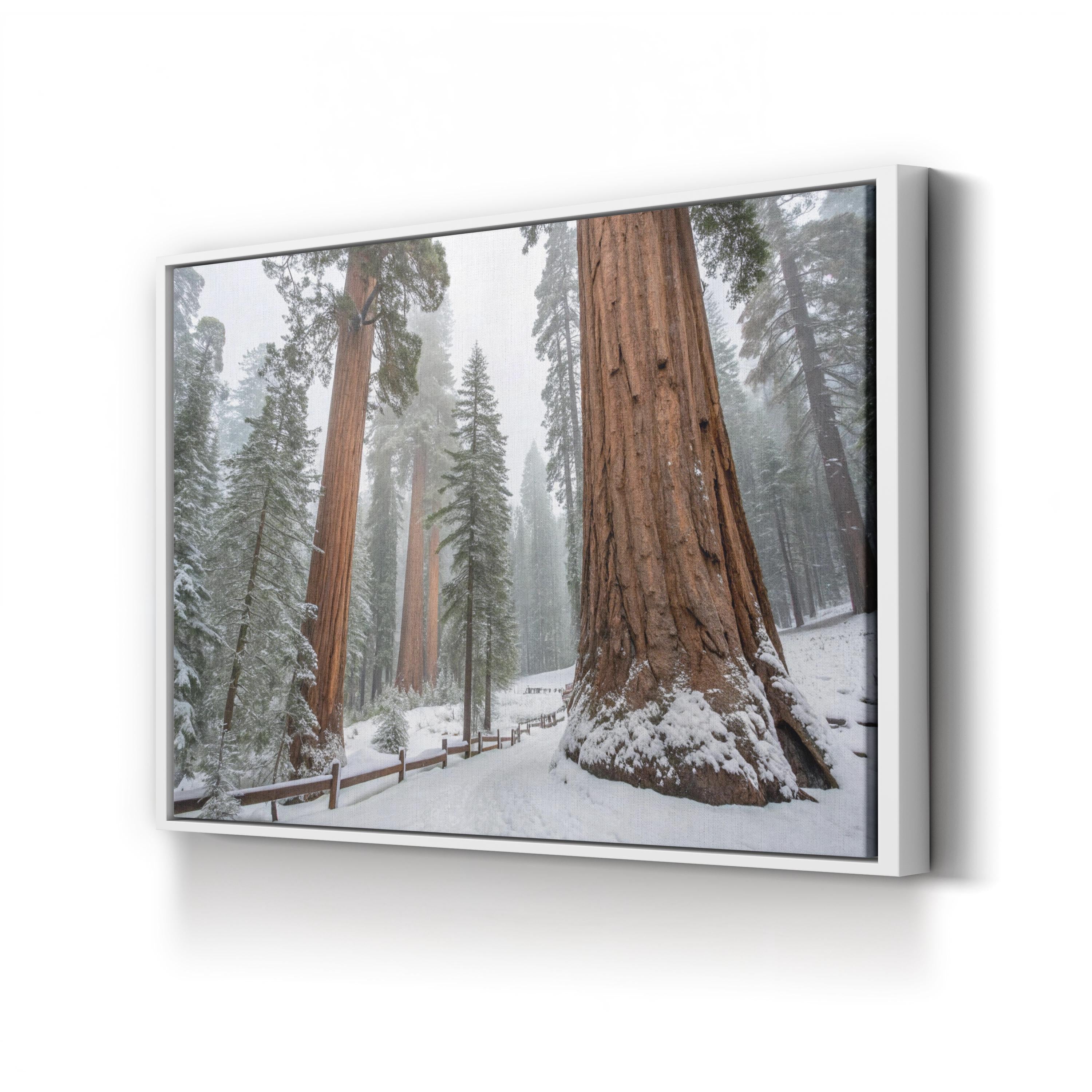 Snowy Sequoia Forest – Vintage Photography Wall Art | Winter Nature Canvas Print