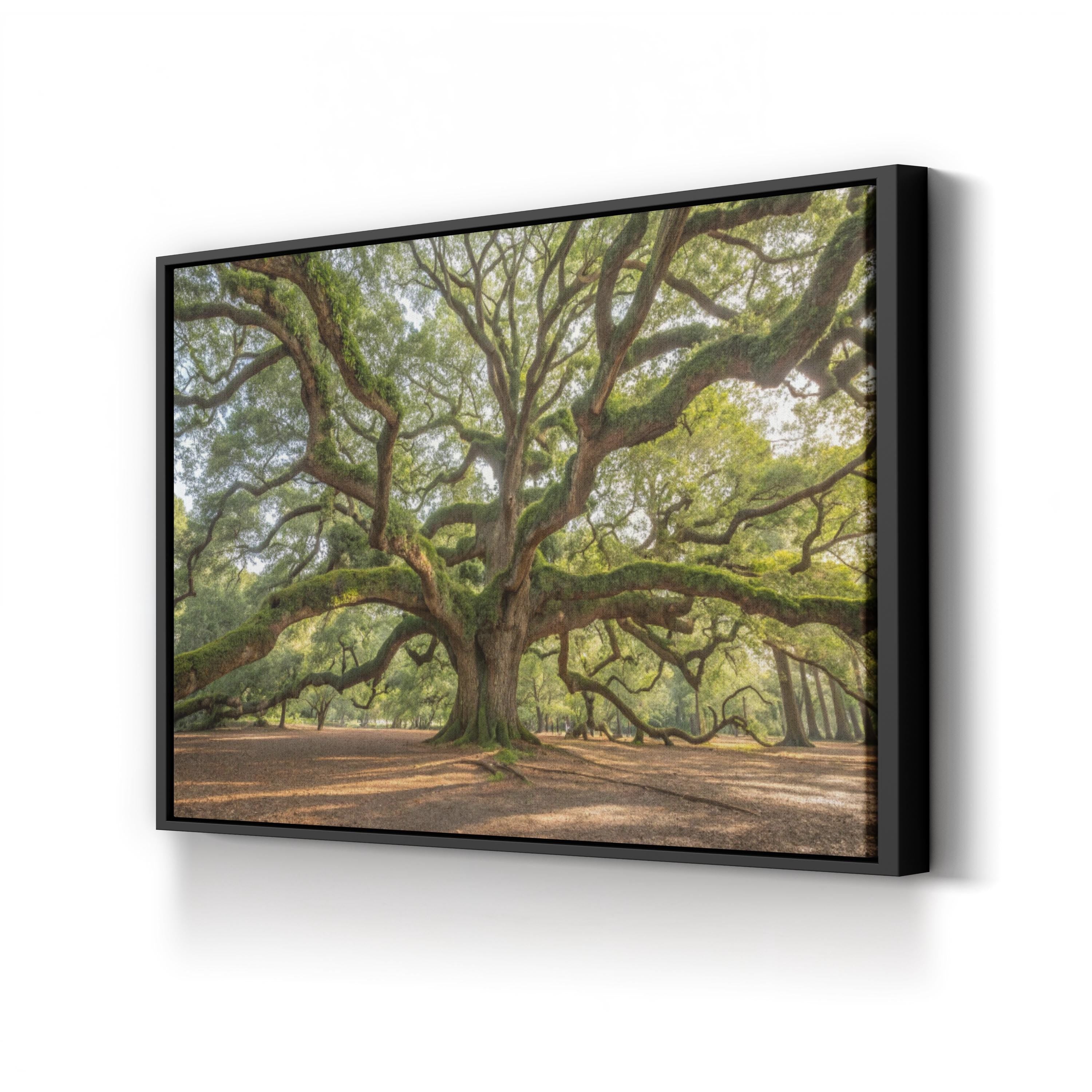 Angel Oak, Charleston, South Carolina Wall Art by Holly Looney – Southern Landscape Photograph