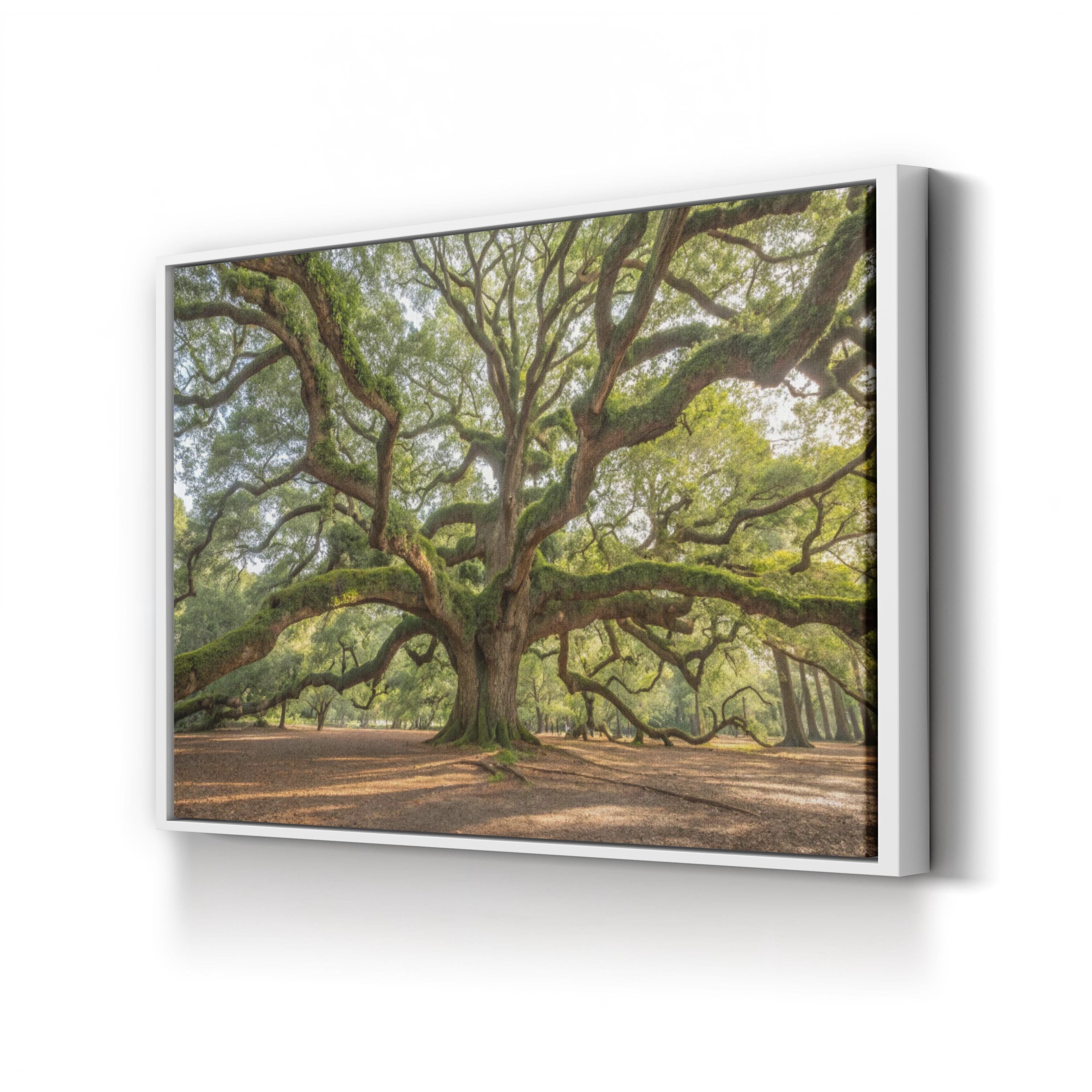 Angel Oak, Charleston, South Carolina Wall Art by Holly Looney – Southern Landscape Photograph