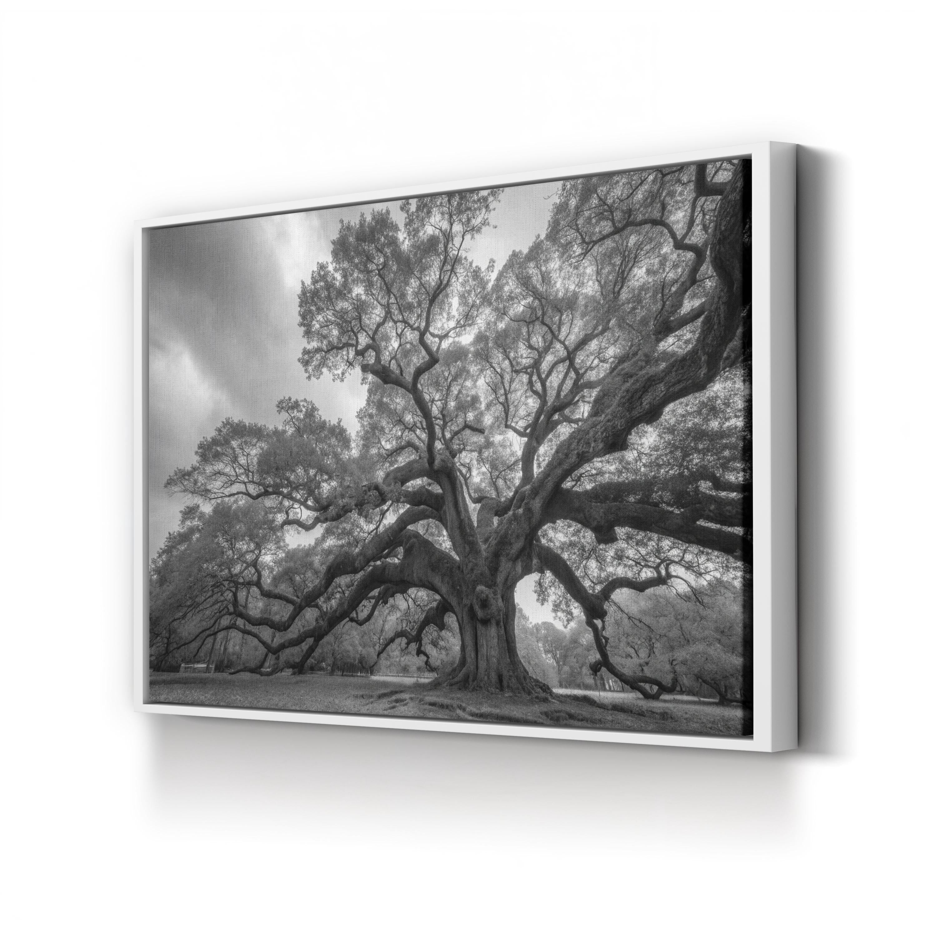 Charleston’s Angel Oak: Monumental Black & White Photography