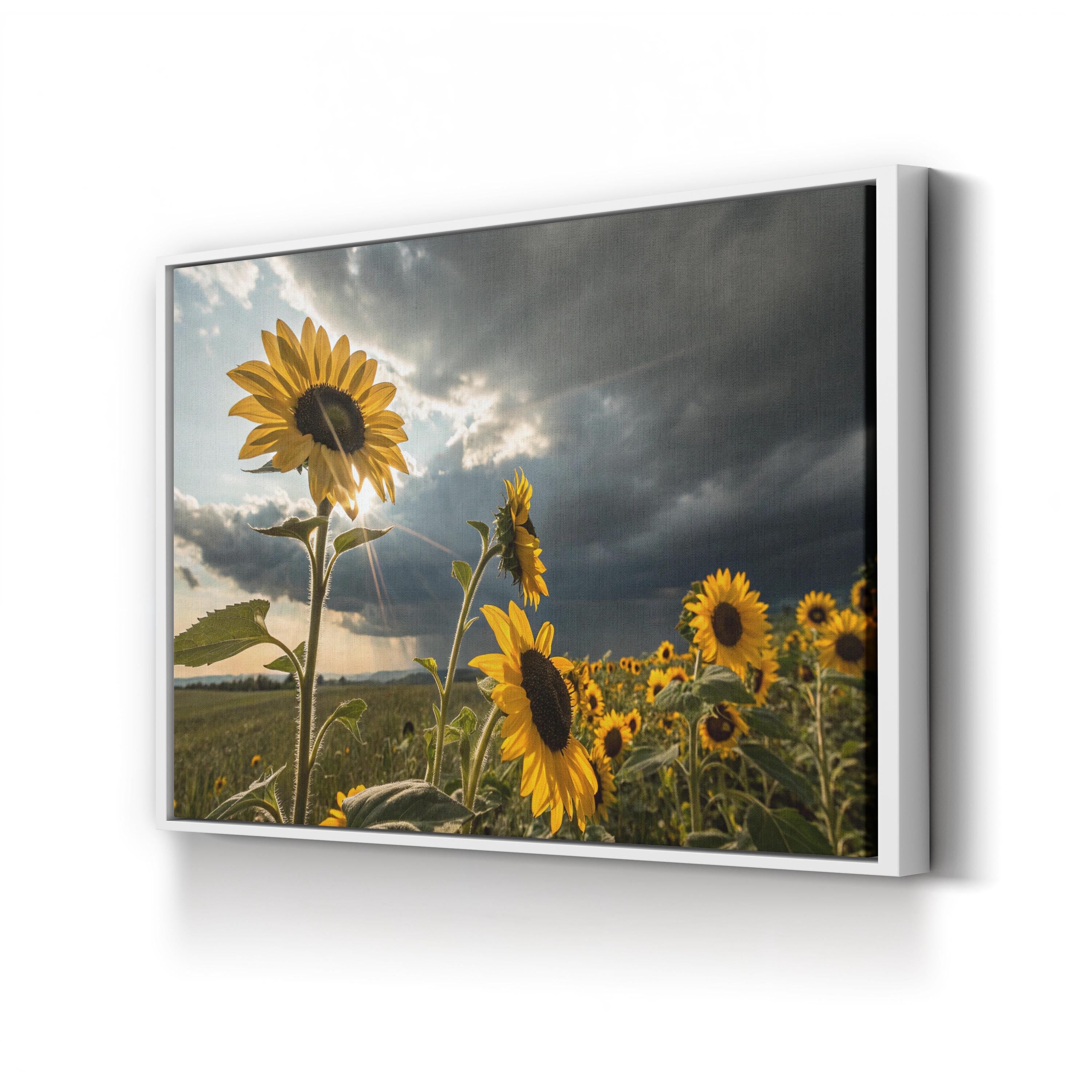 Sunflower Field at Dusk – Vintage Photography Wall Art | Dramatic Landscape Canvas Print