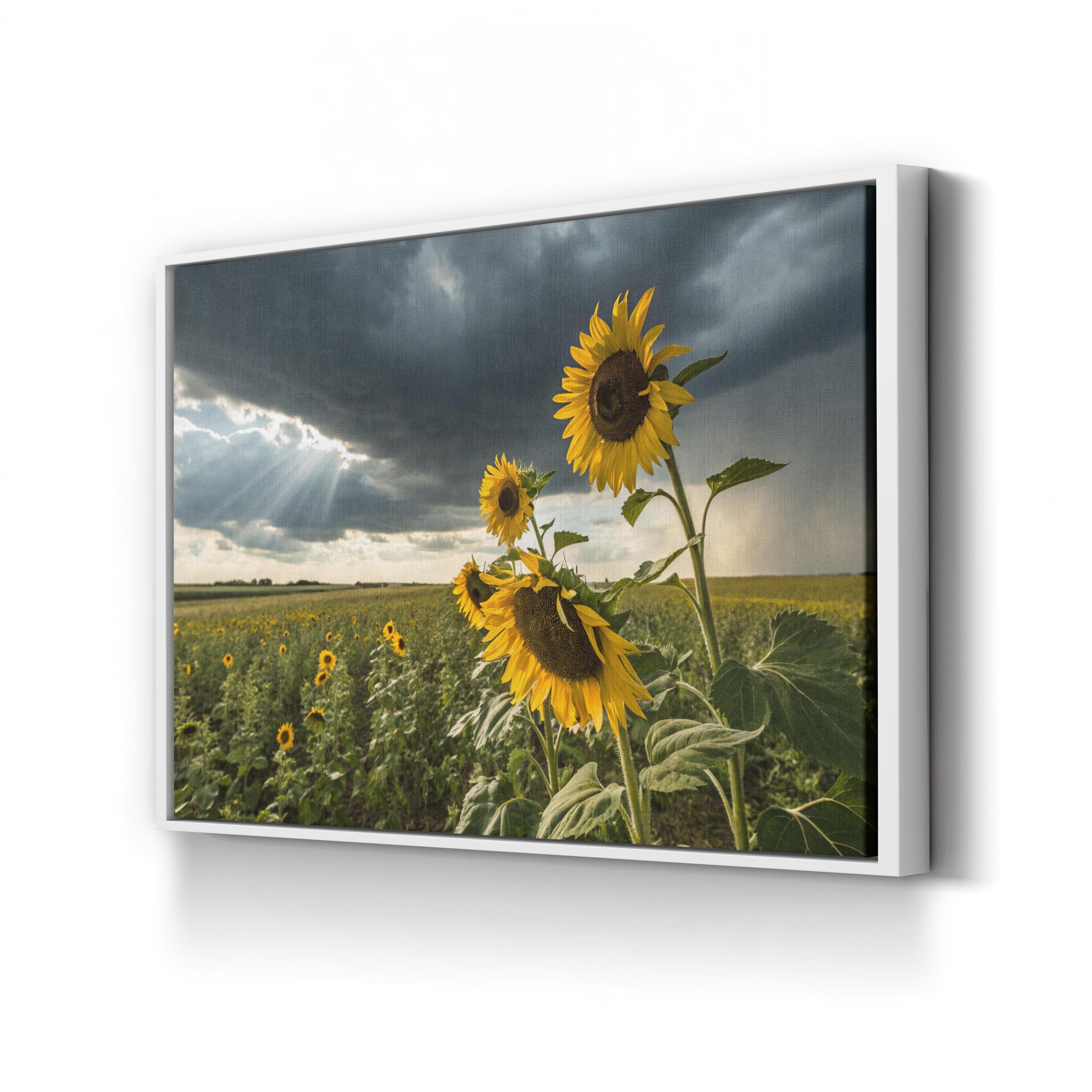 Sunflower Field – Period Illustration Wall Art | Nature Landscape Canvas Print