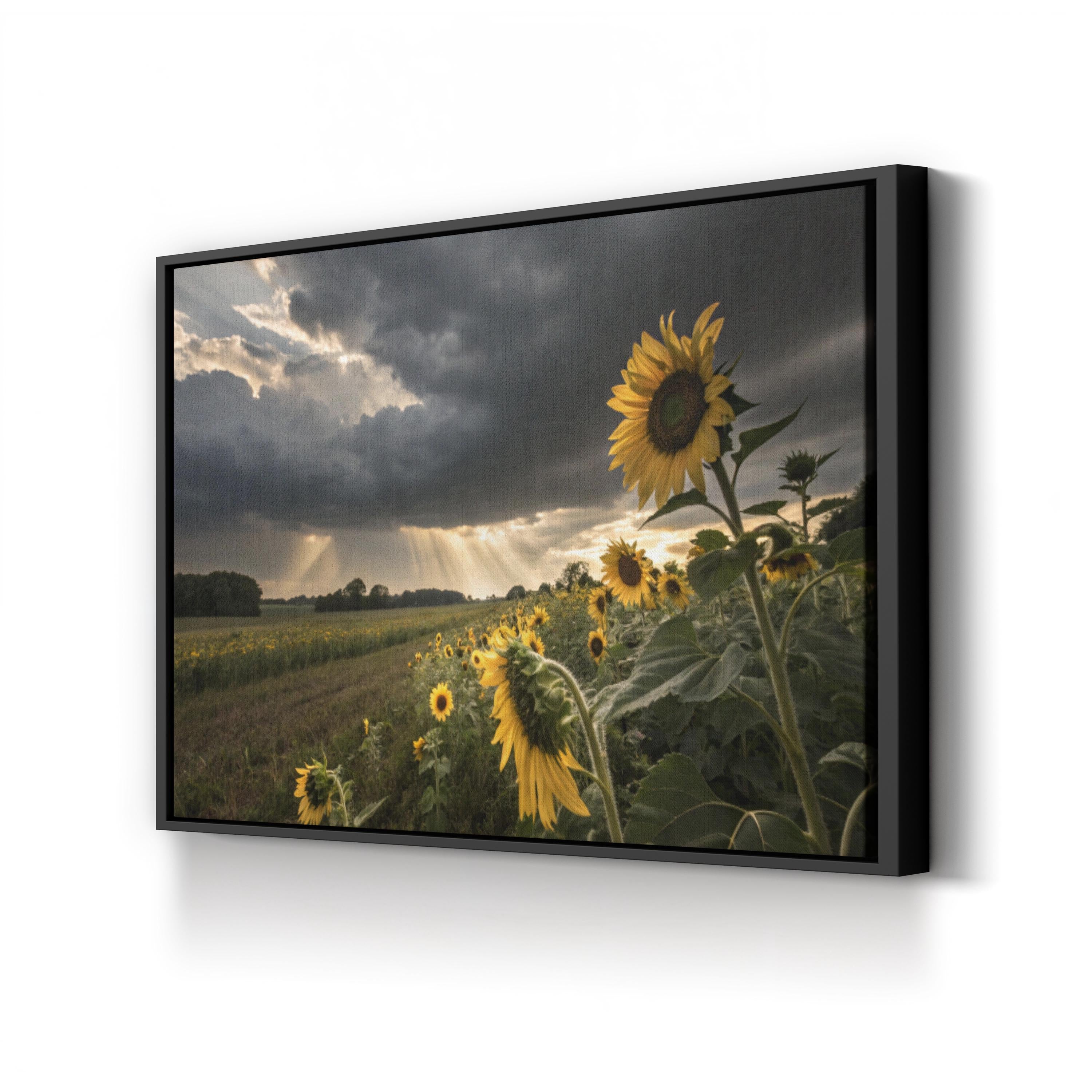 Farmhouse Sunflower Field – Vintage Photography Wall Art | Overcast Floral Canvas Print