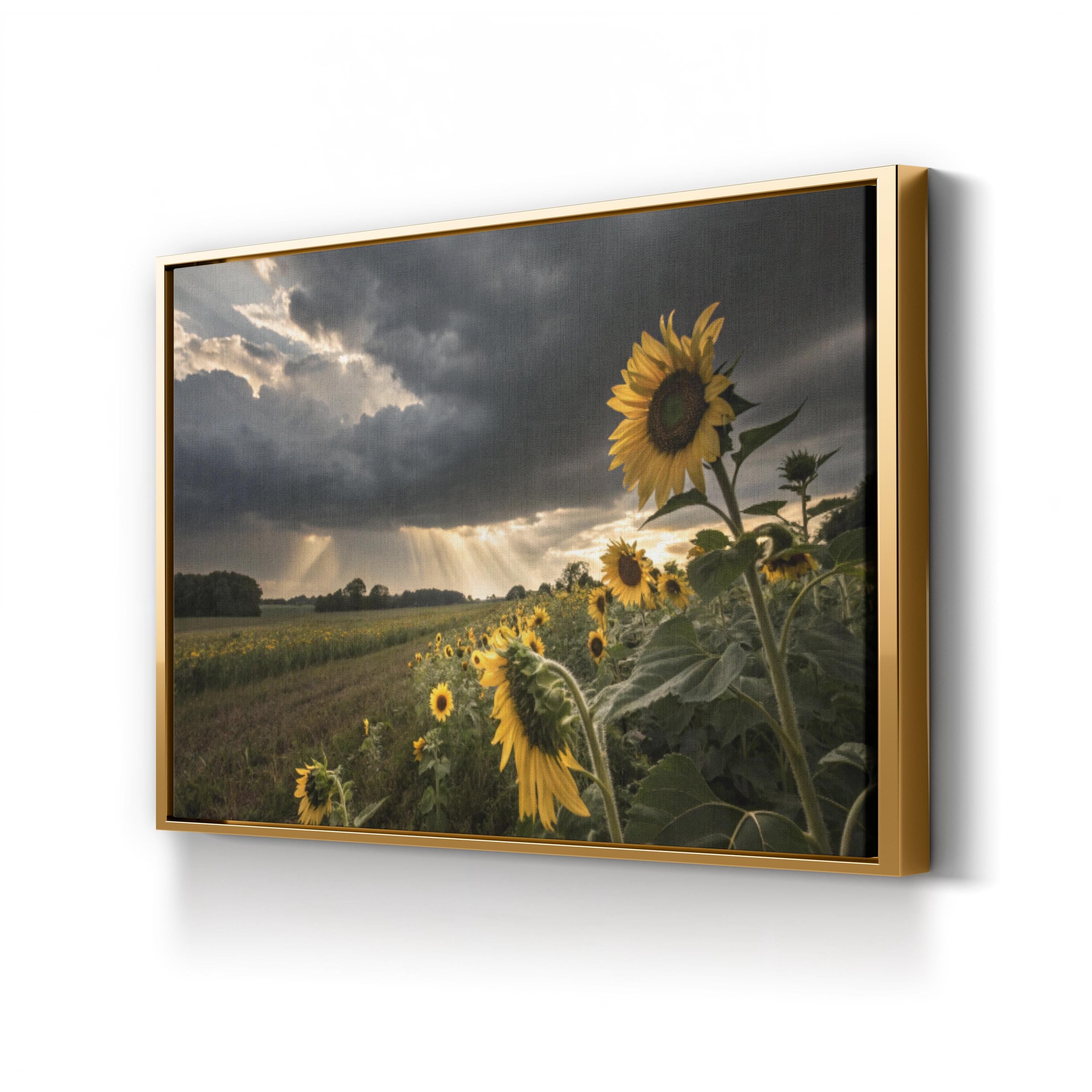 Farmhouse Sunflower Field – Vintage Photography Wall Art | Overcast Floral Canvas Print