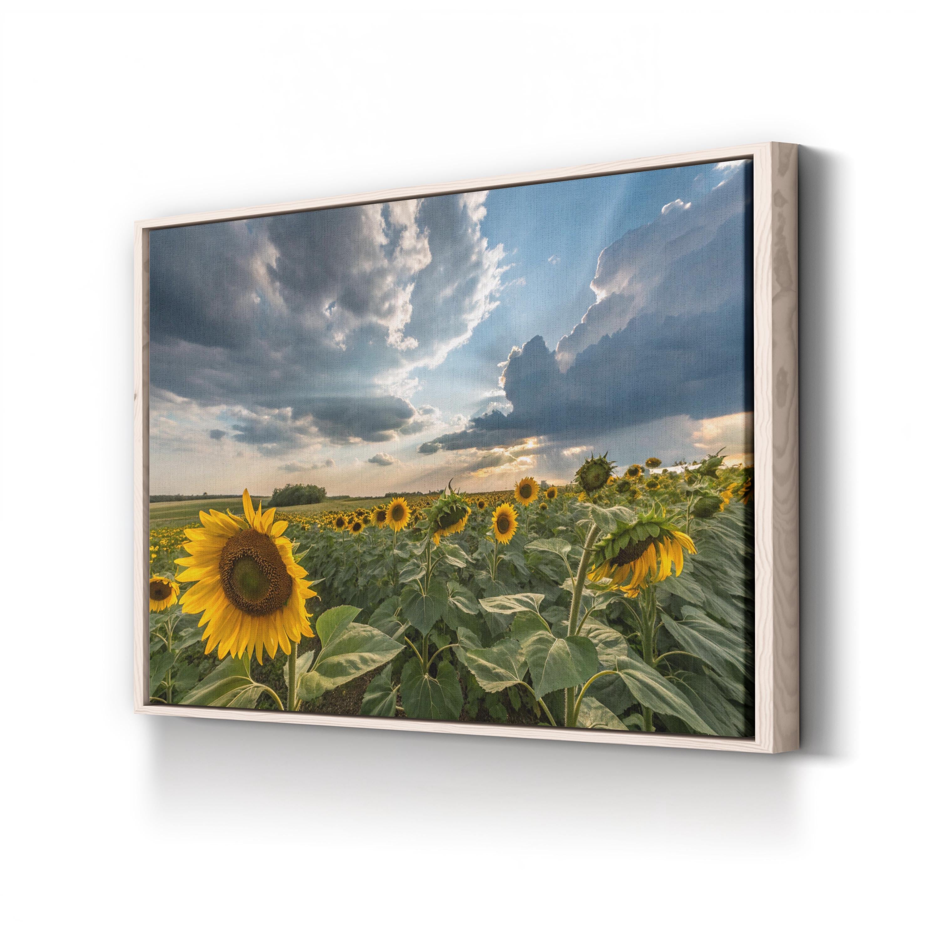 Sunflower Field – Vintage Photography Wall Art | Dramatic Sky Landscape Canvas Print
