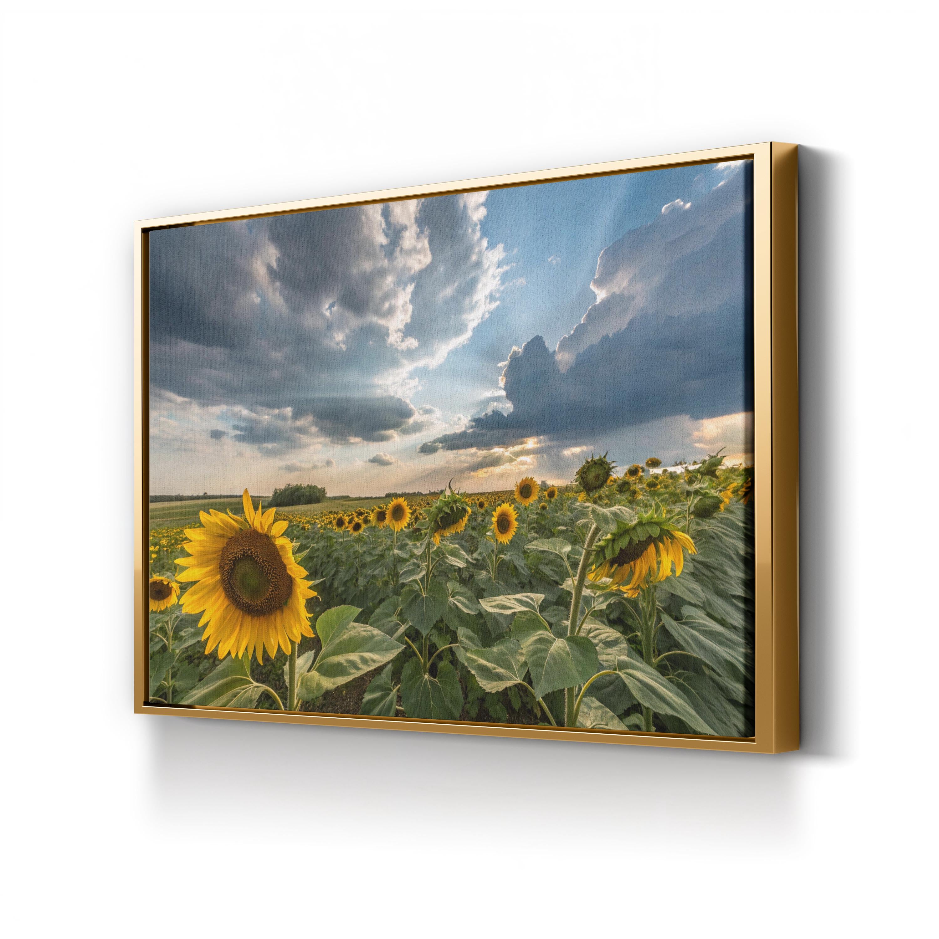 Sunflower Field – Vintage Photography Wall Art | Dramatic Sky Landscape Canvas Print