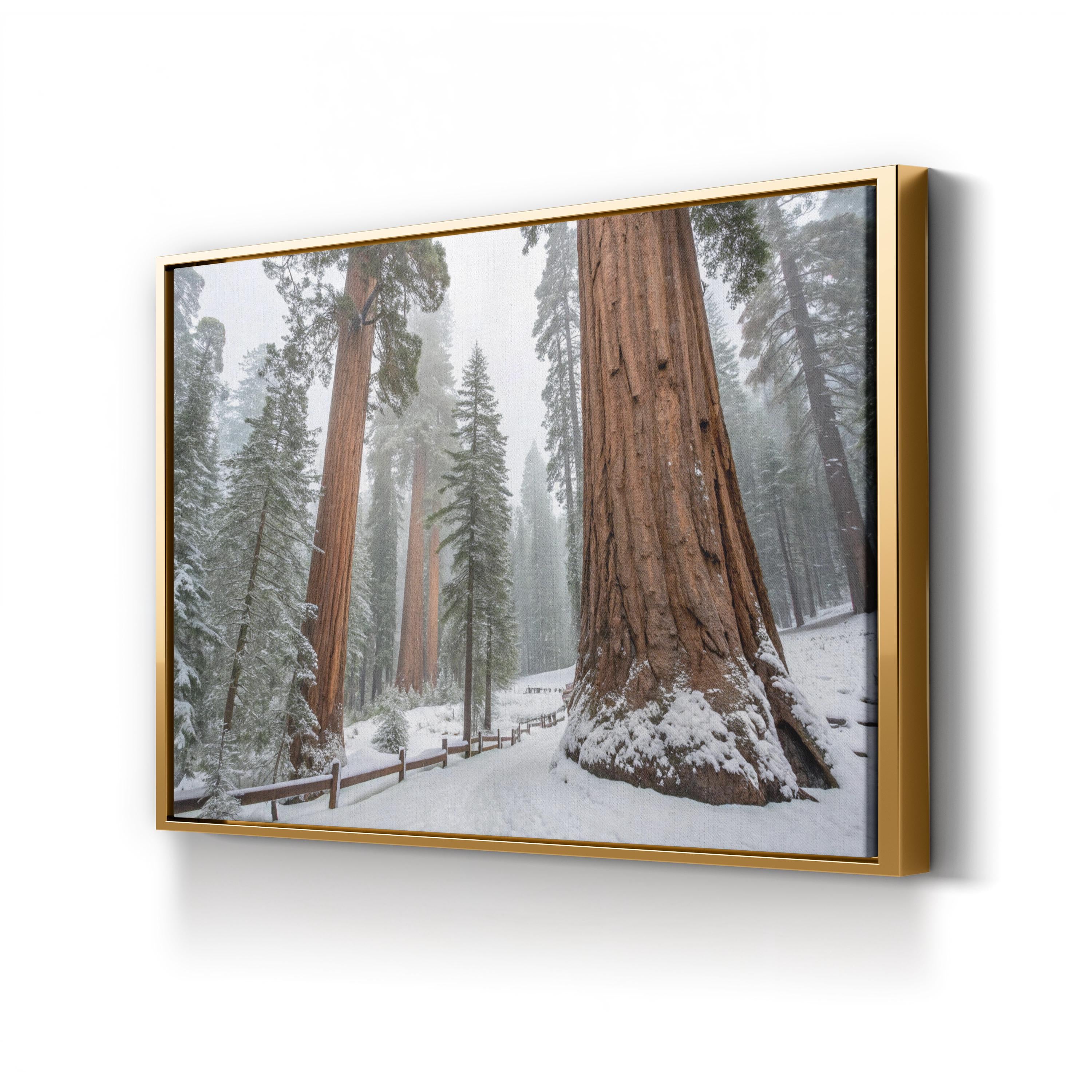 Snowy Sequoia Forest – Vintage Photography Wall Art | Winter Nature Canvas Print