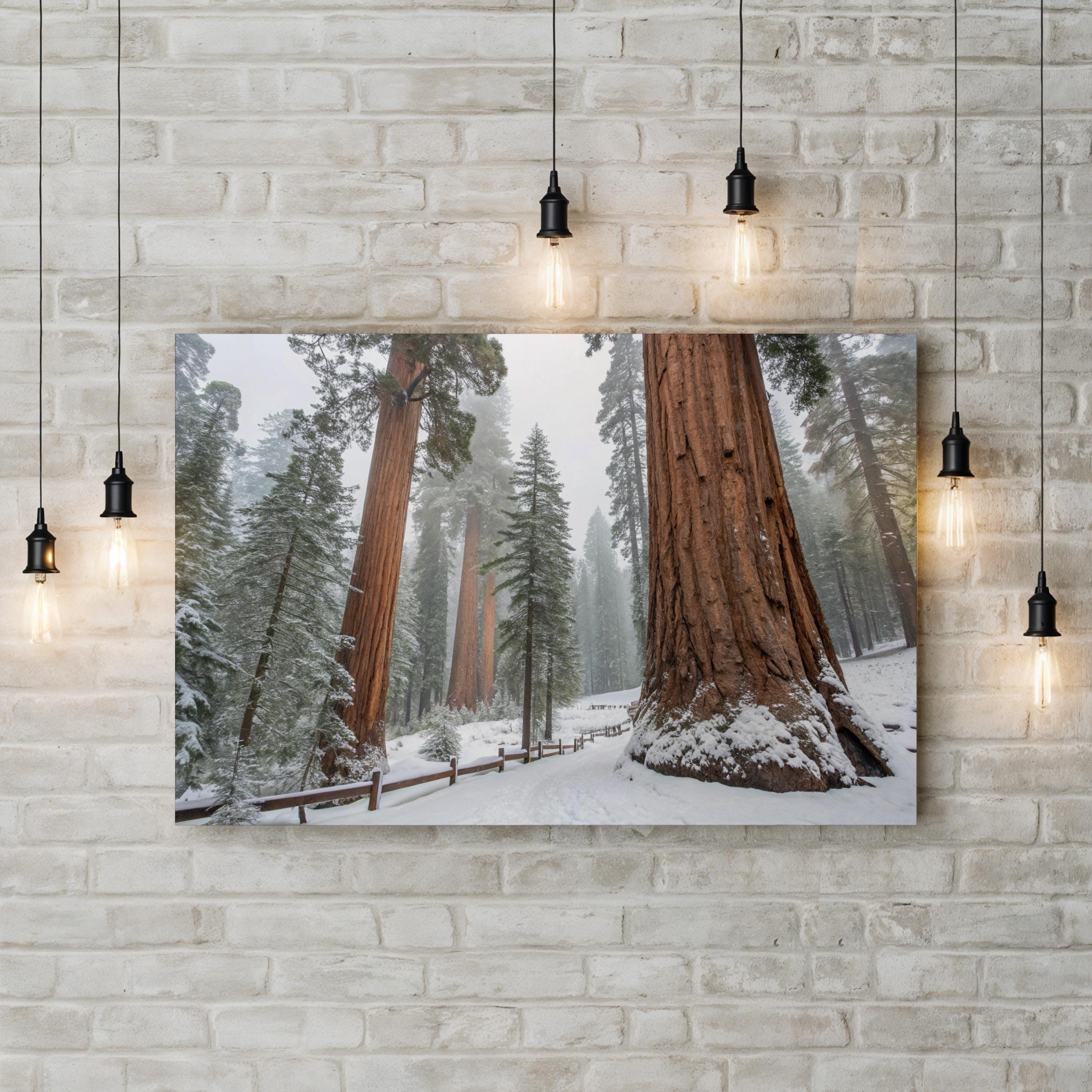 Snowy Sequoia Forest – Vintage Photography Wall Art | Winter Nature Canvas Print